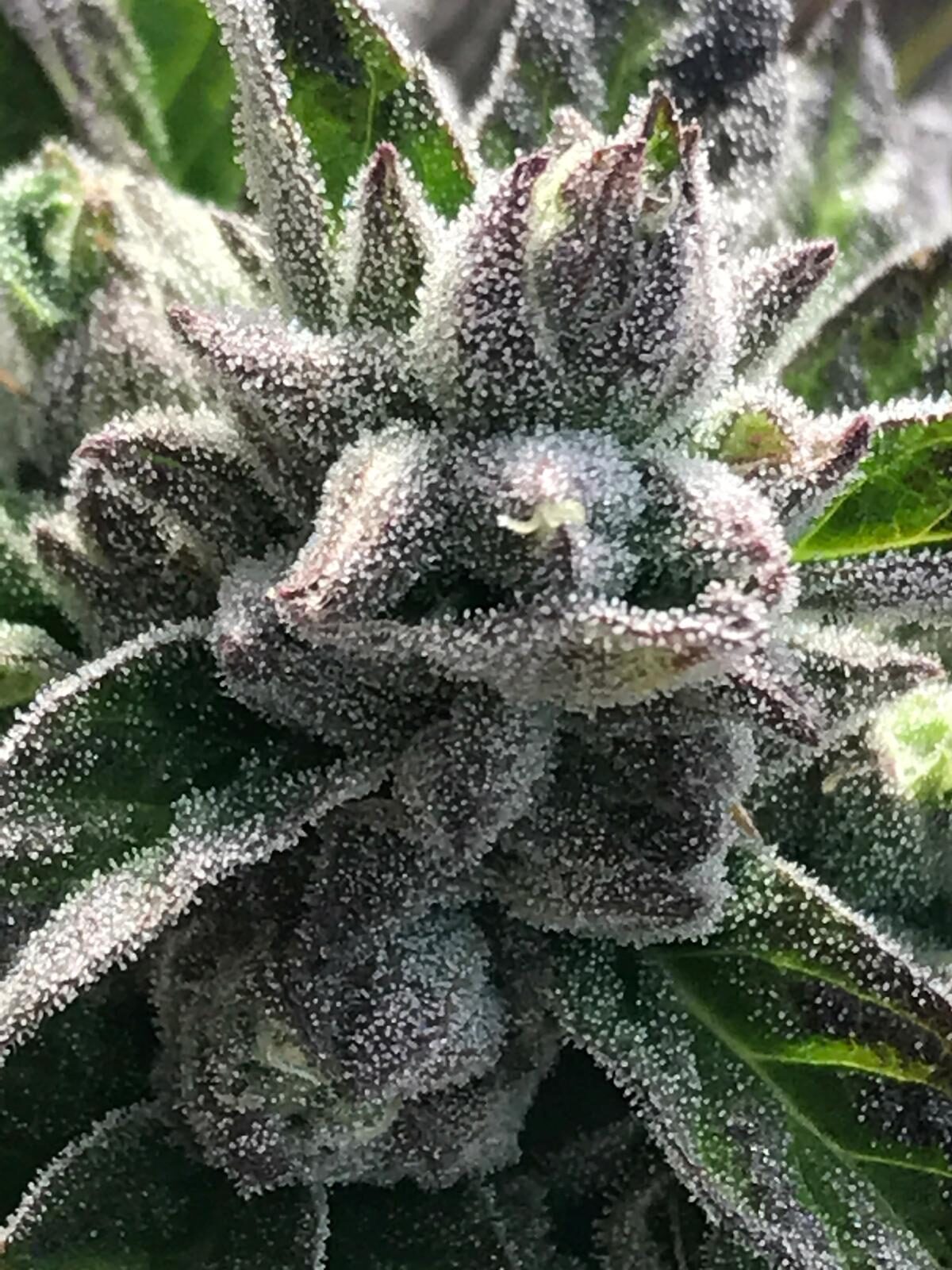 Frosty indoor cannabis flower close-up