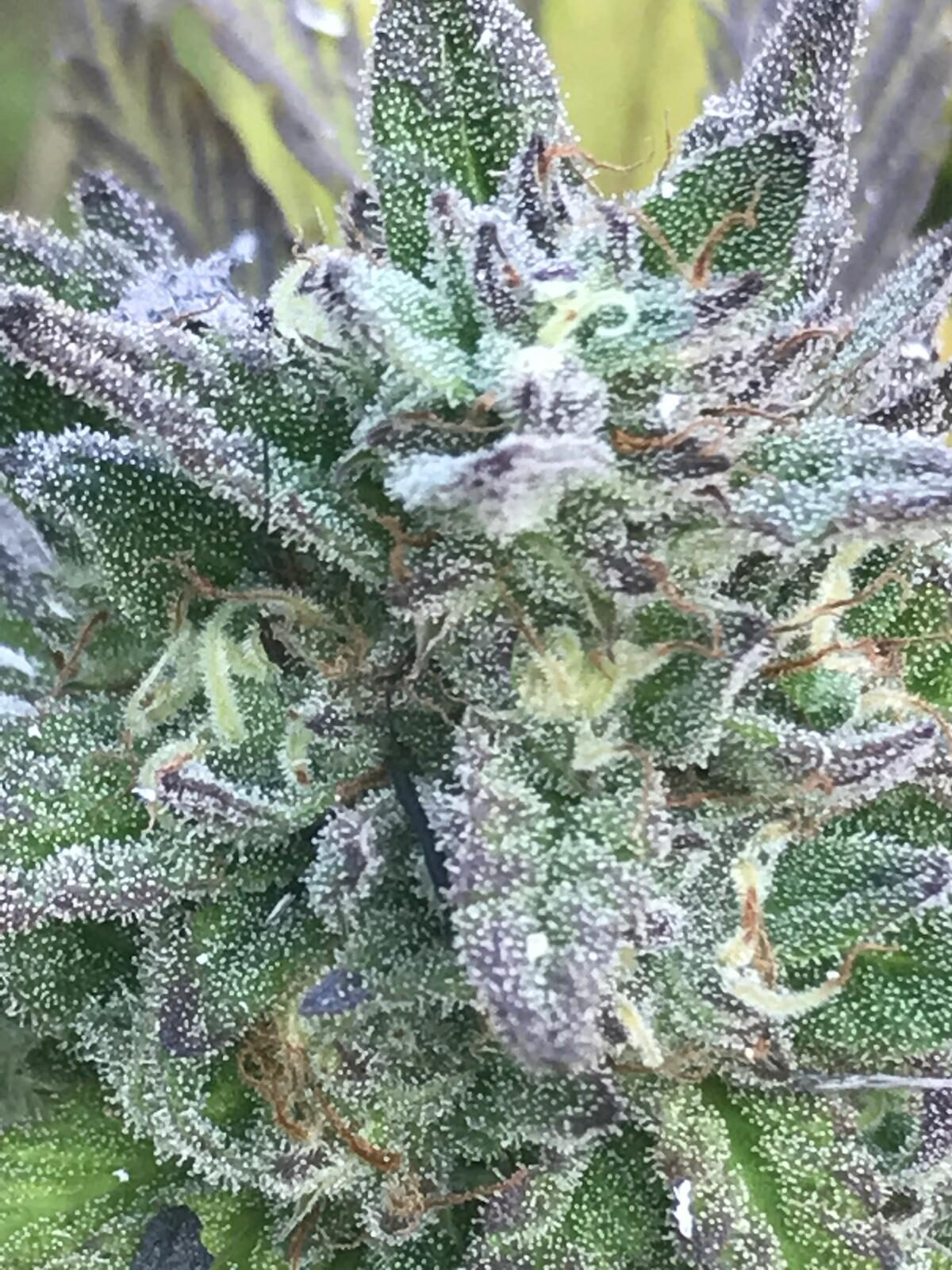 Frosty CBD-rich cannabis flower close-up