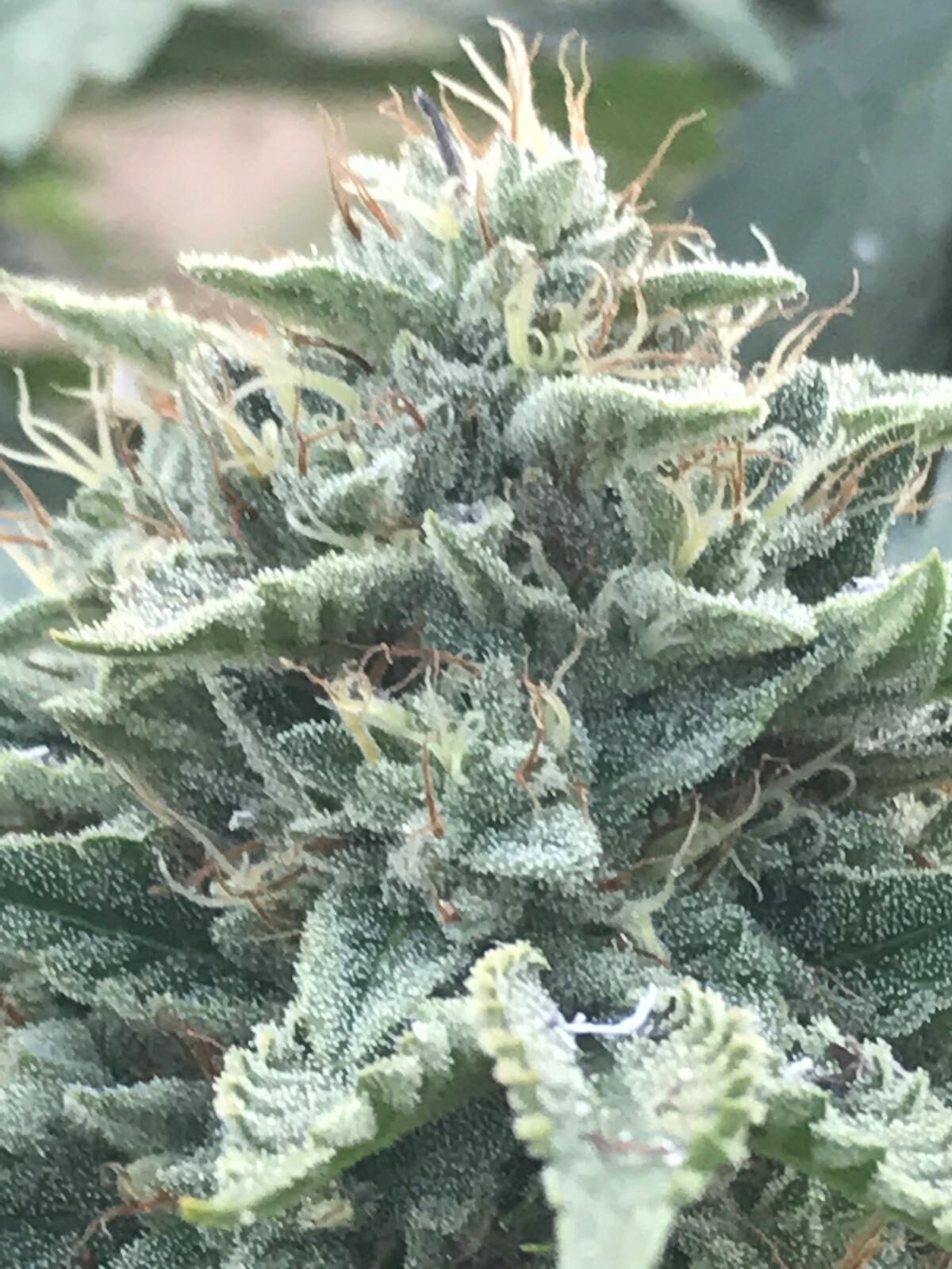 Frosty CBD-rich hemp flower close-up