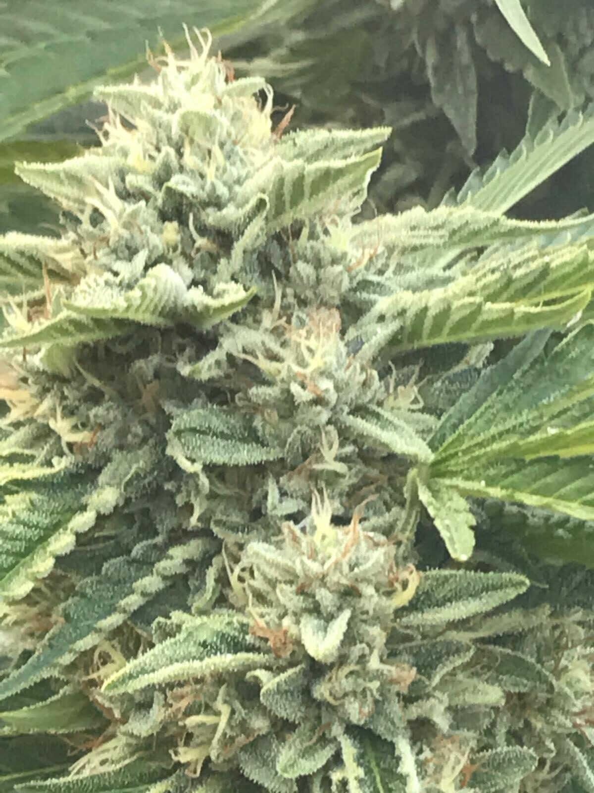 Sun-grown cannabis cola against blue sky