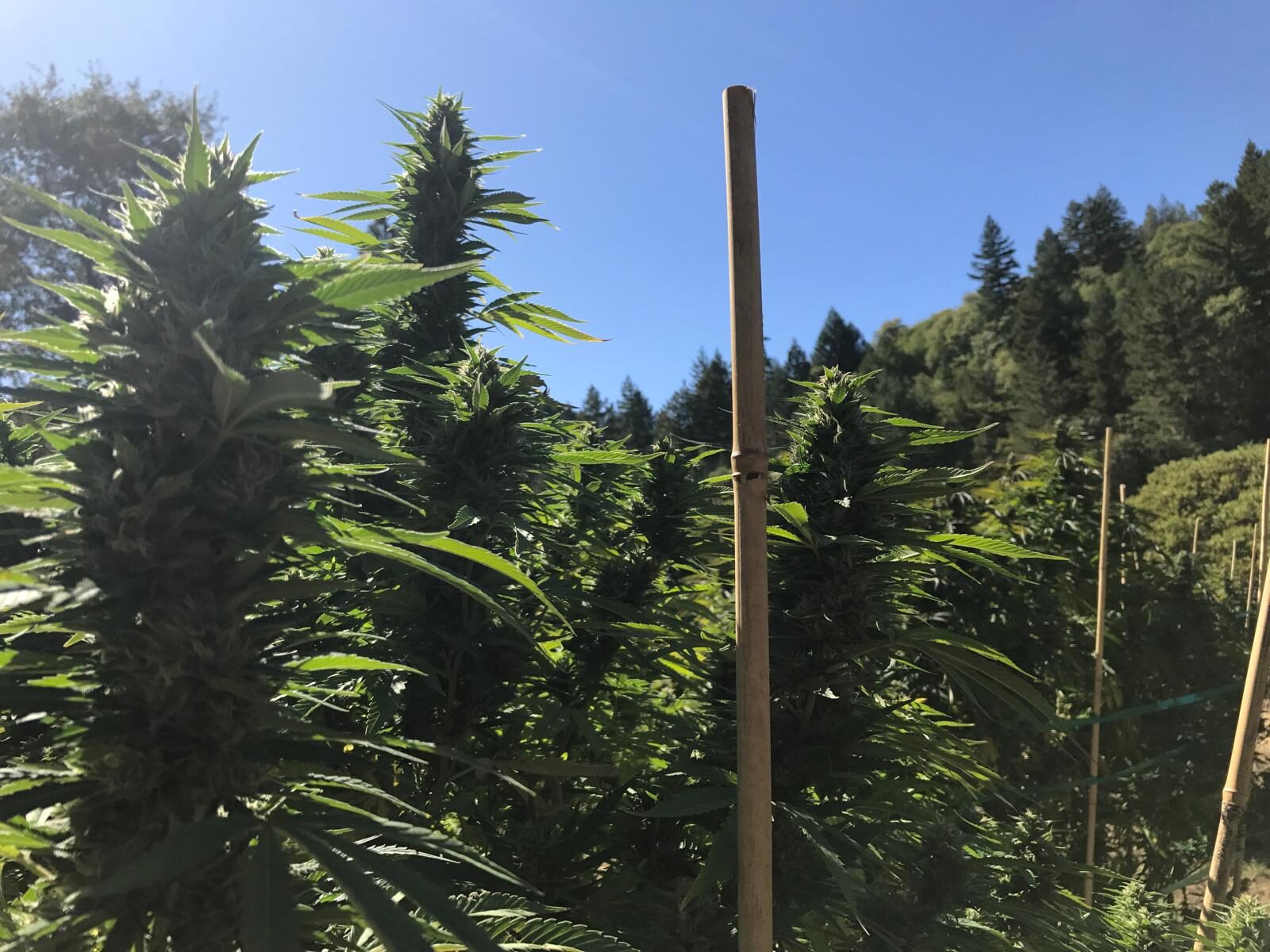 Rows of staked, sun-grown cannabis plants at Vista Ranch
