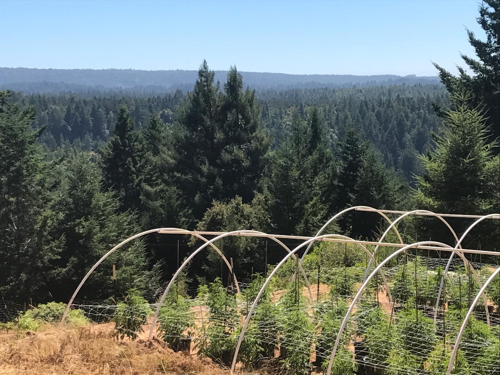 Sun-grown cannabis overlooking the Anderson Valley forest